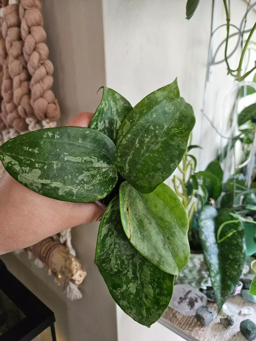 Hoya Macrophylla Snow Queen #103 thumbnail