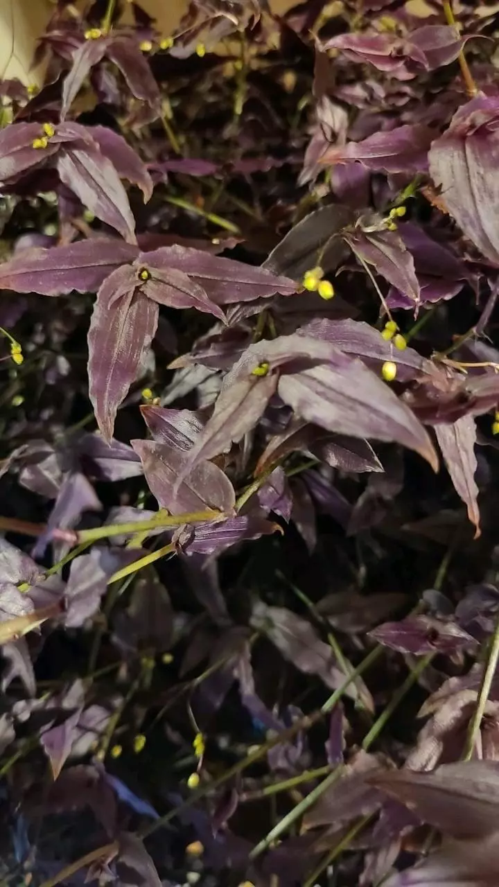 FRESH CUT Purple Tahitian Bridal Veil 4-6" 4ea thumbnail