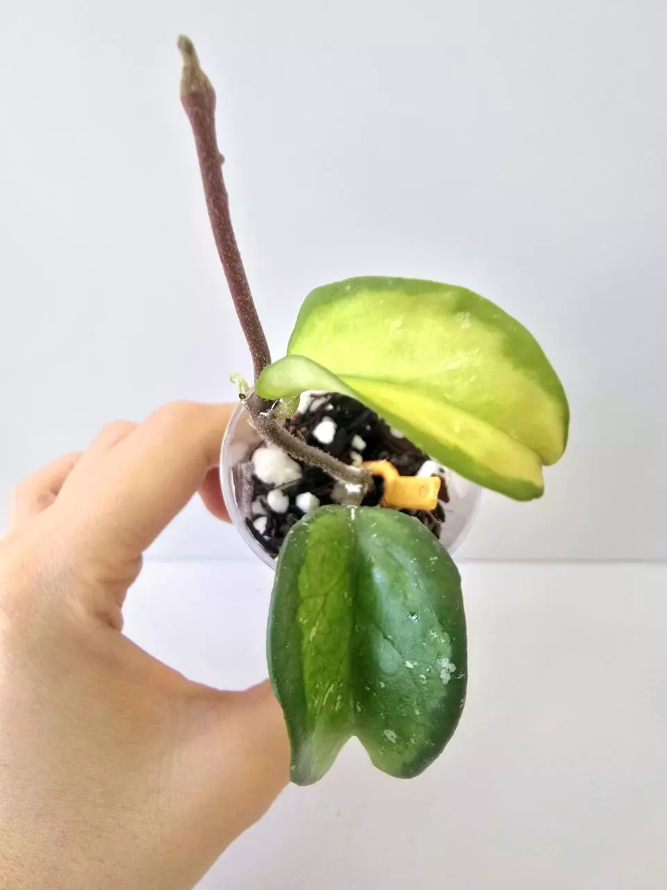 Hoya Carnosa Freckles Inner Variegated thumbnail