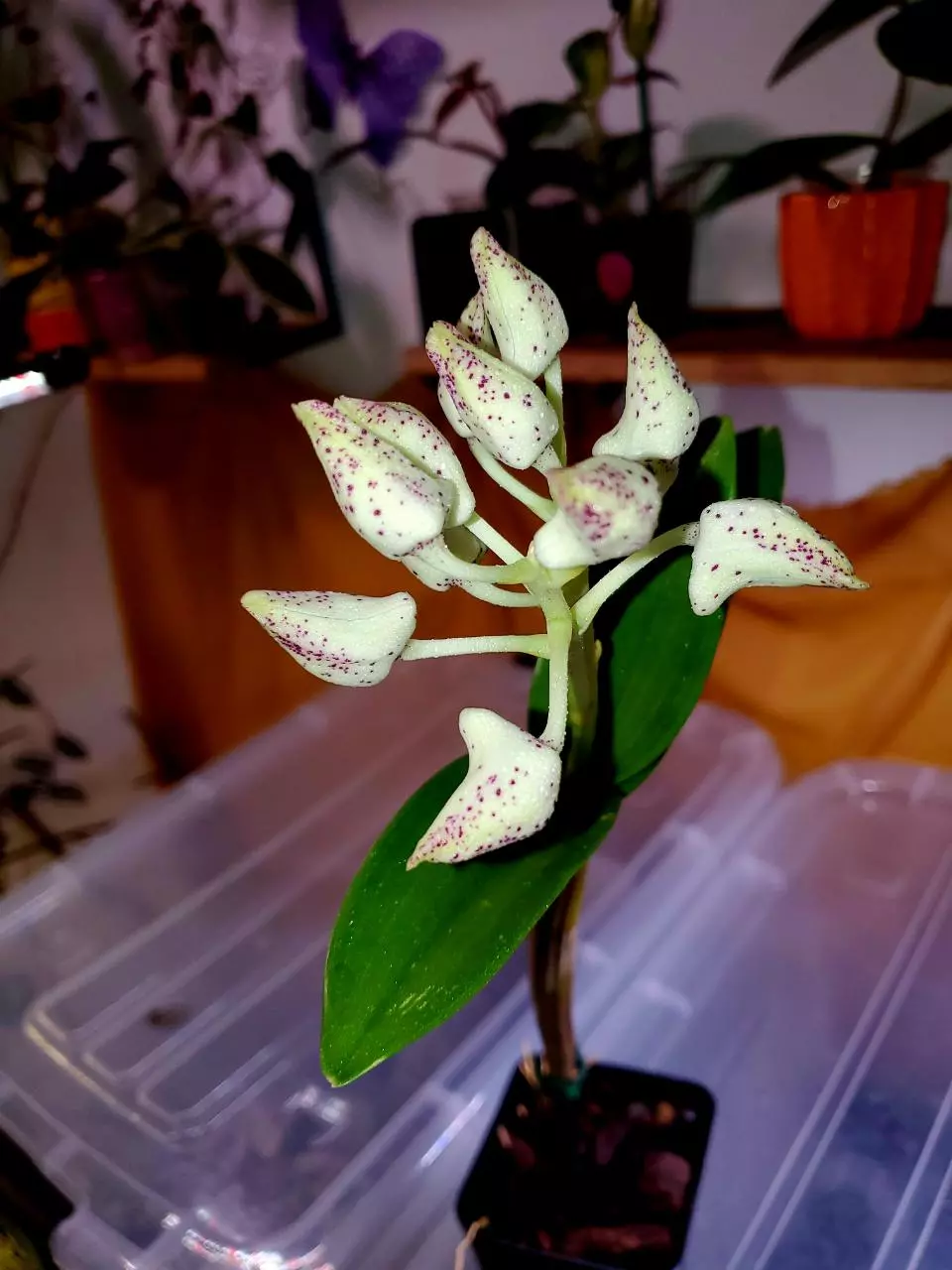 Dendrobium Roy Tokunaga Orchid 🌌🌱💕 thumbnail