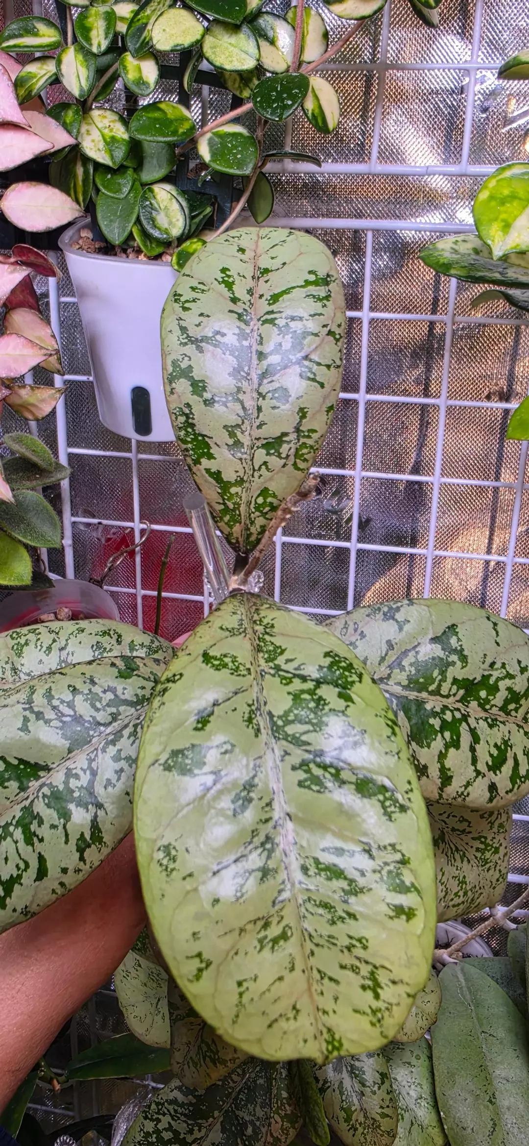 Hoya Lorelai 1node cutting thumbnail
