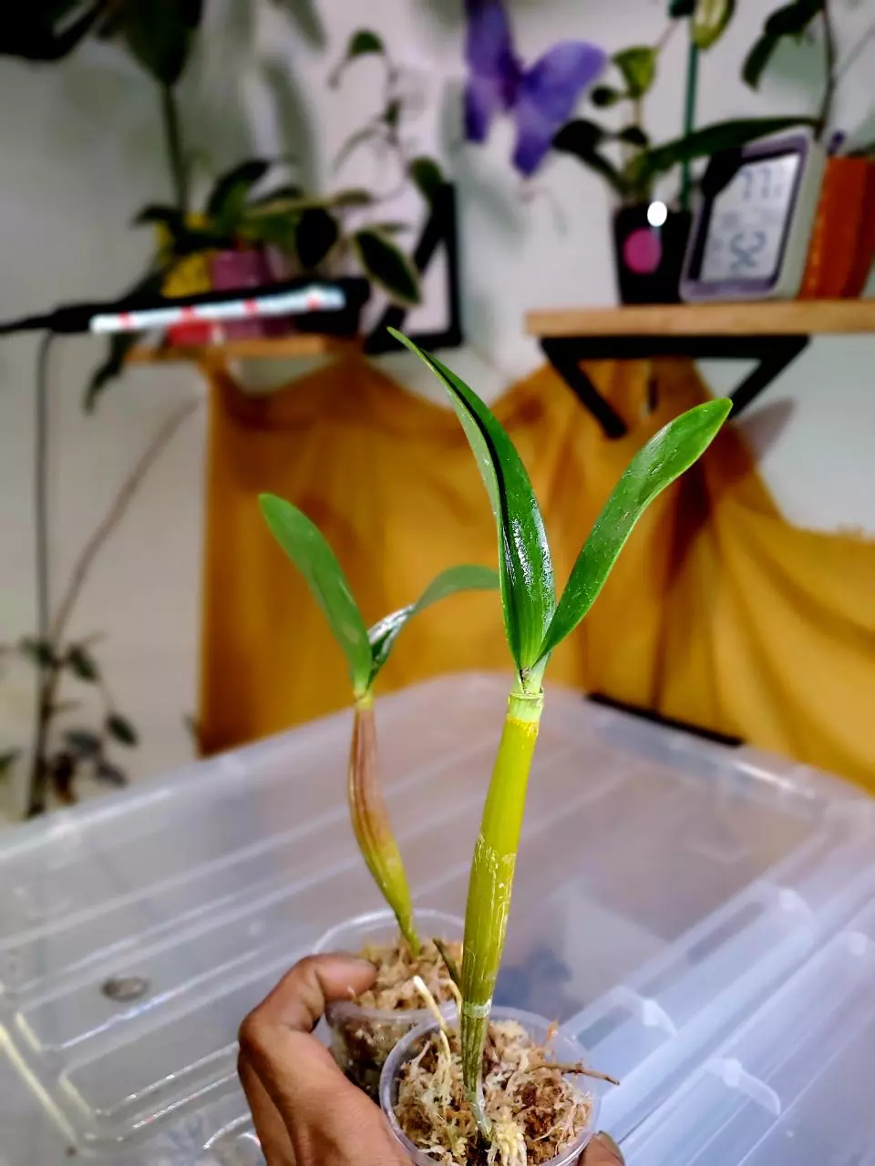 Dendrobium Roy Tokunaga Orchid 💕 Keikis aka BABIES 🌱🌌💕 - GROWER'S CHOICE‼️ thumbnail