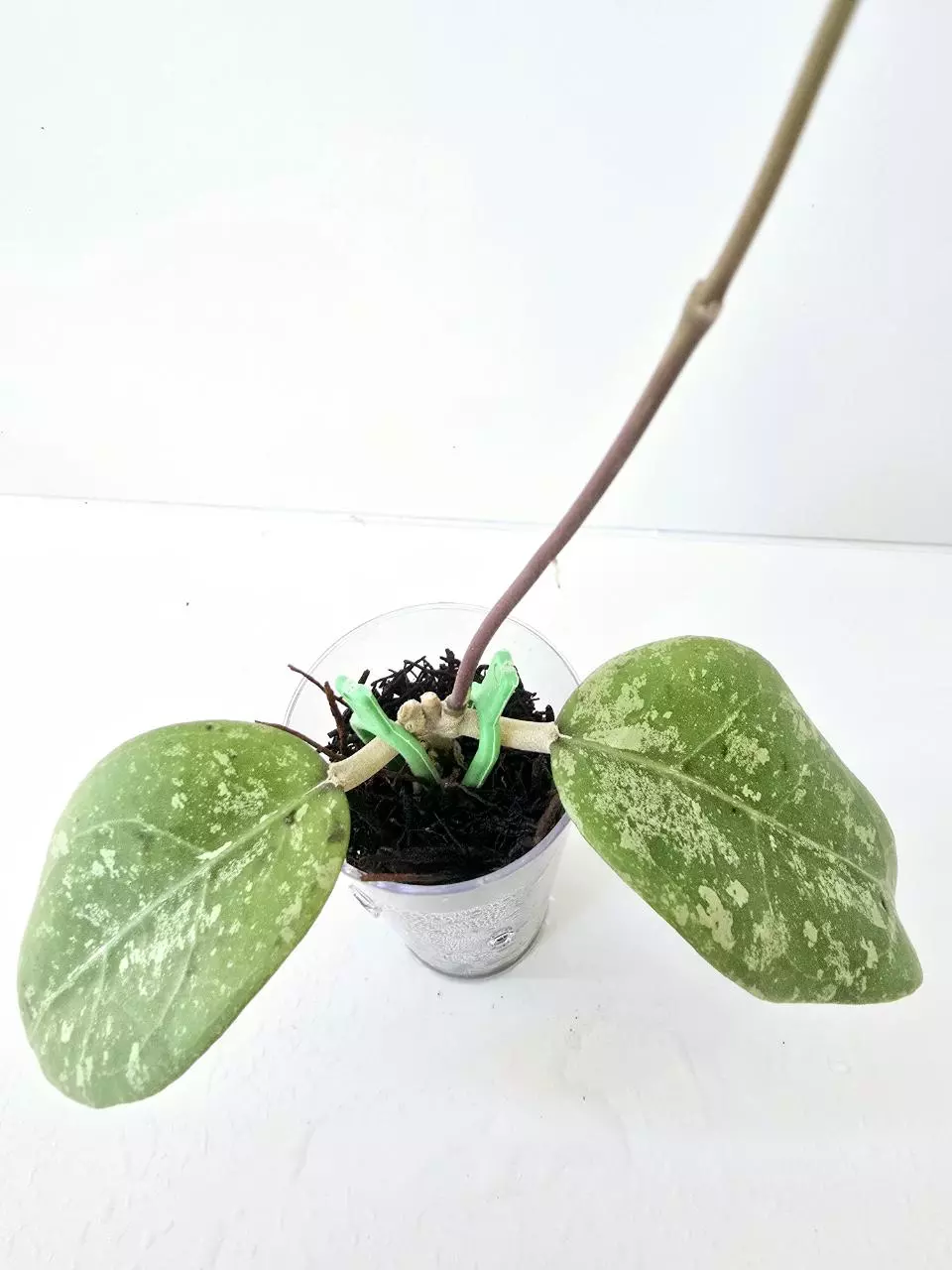 Hoya Bird of Paradise thumbnail