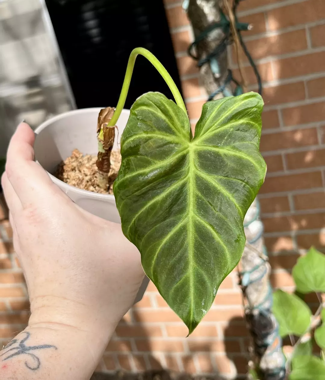 Philodendron Verrucosum Angel thumbnail