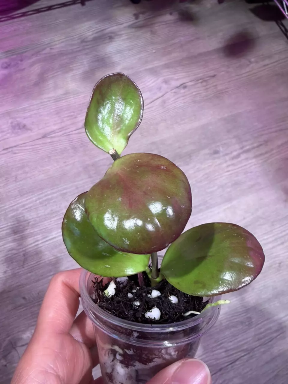 Hoya Clamshell Noid thumbnail