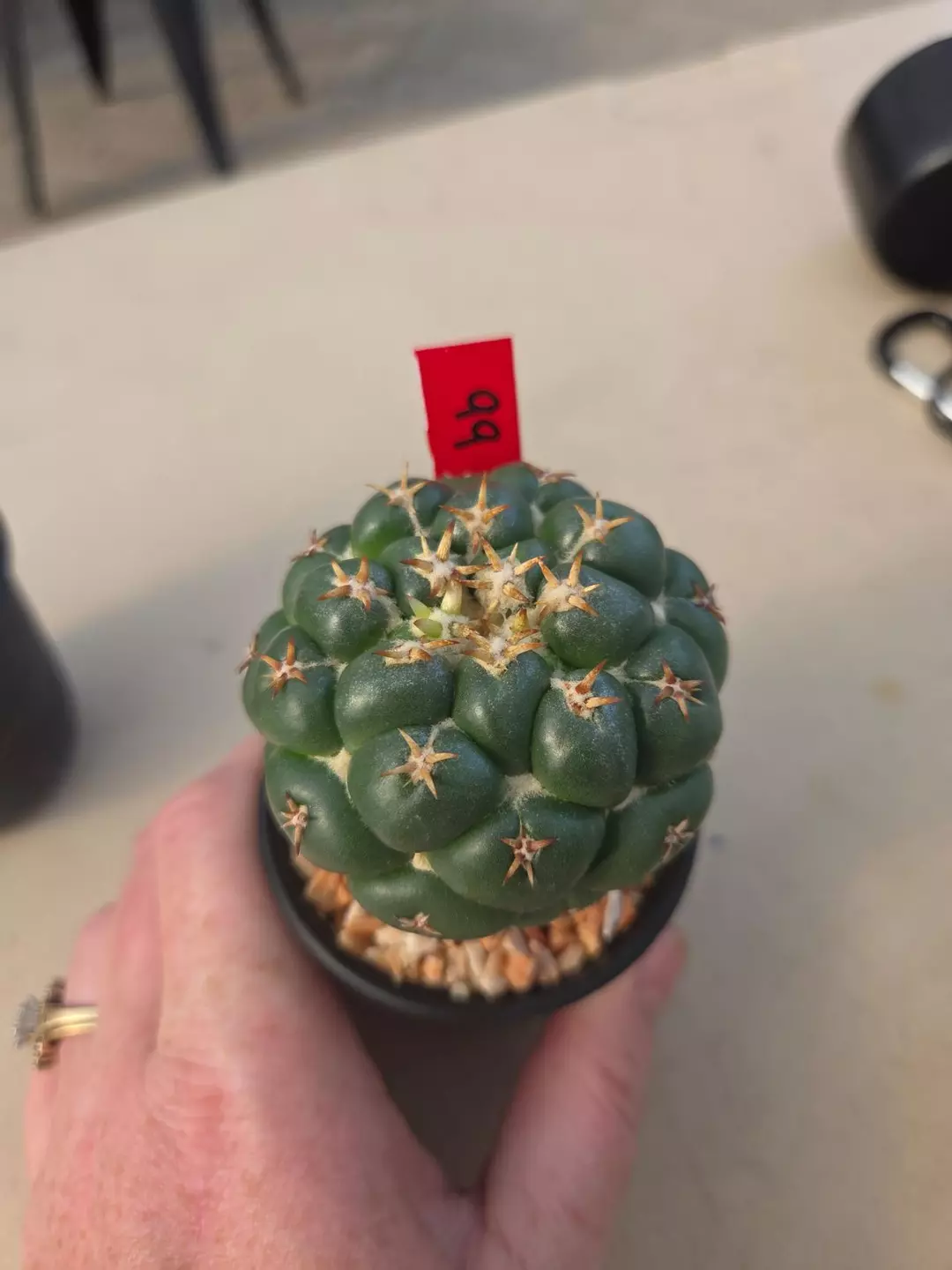 Coryphantha Elephantidens Tanshi GC Deaw Cactus thumbnail