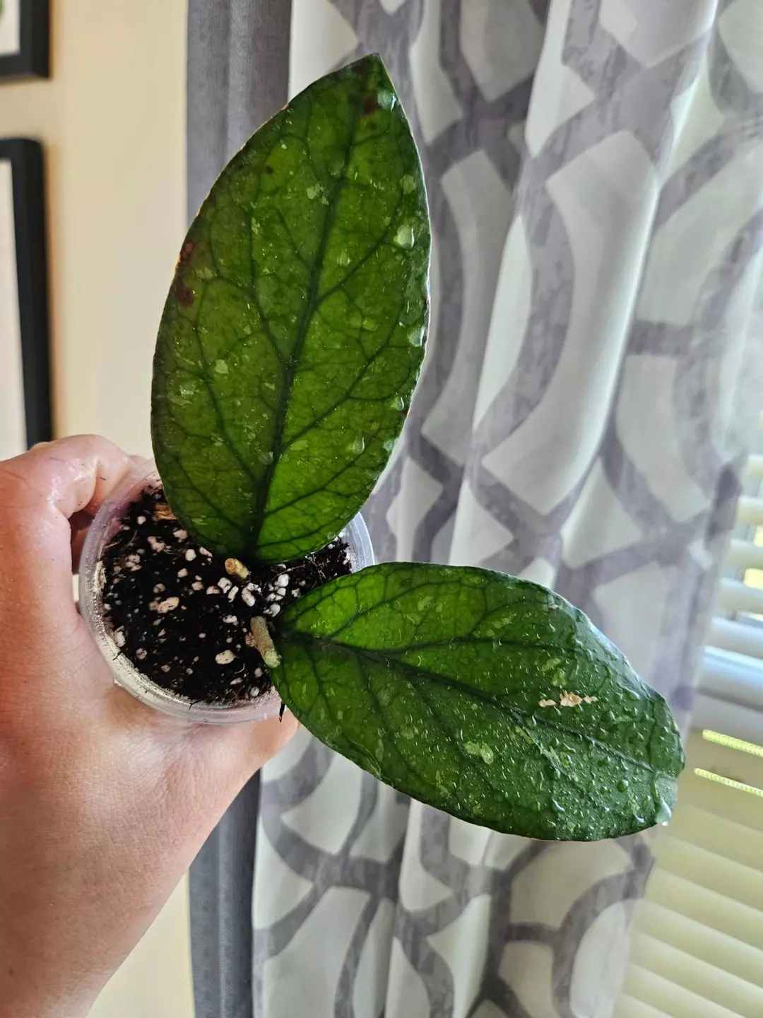 Sp. Aceh Takengon Wavy thumbnail