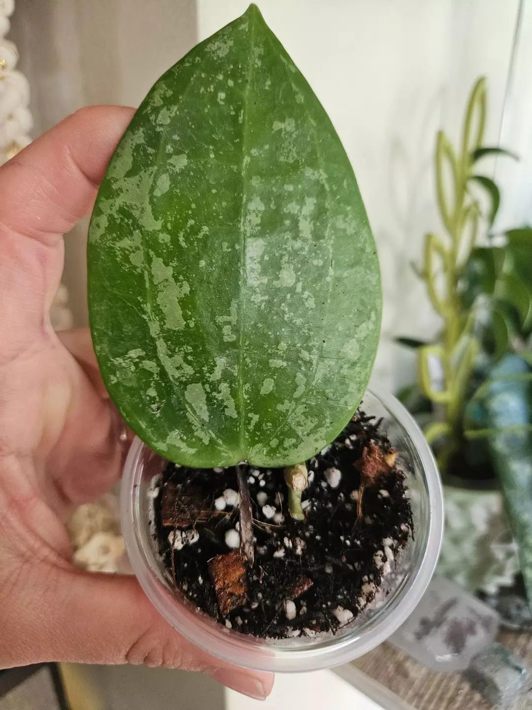 Hoya Macrophylla Snow Queen 124 thumbnail