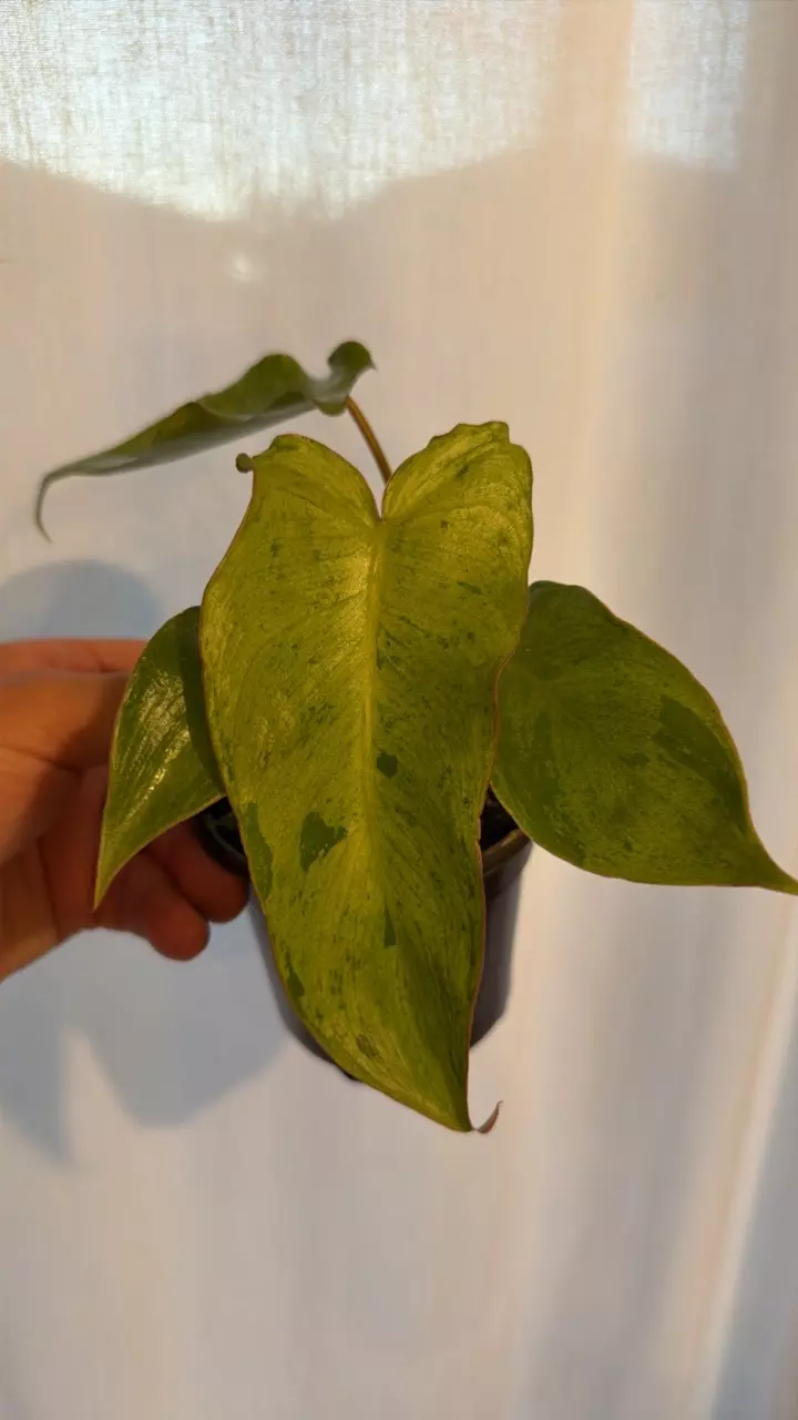 Philodendron Paraiso Verde 4” GC thumbnail