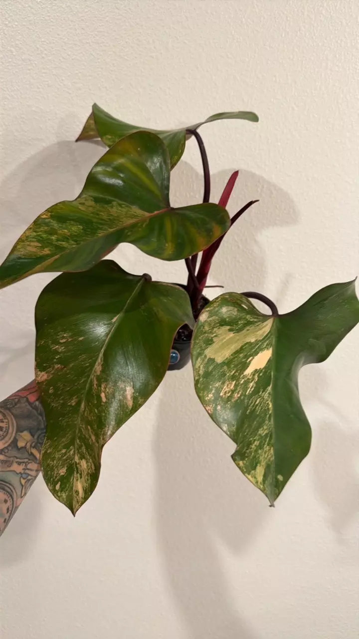 Philodendron Strawberry Shake 4” thumbnail