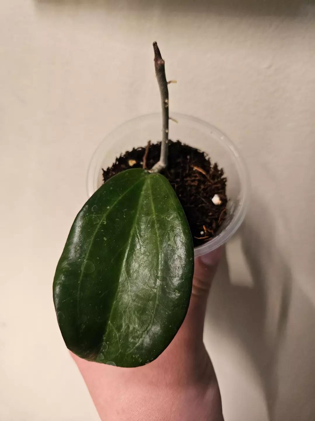 Hoya AH Black Babel thumbnail