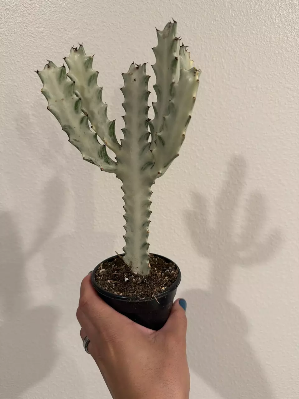 Euphorbia Lactea Dragon Bone 4” GC thumbnail