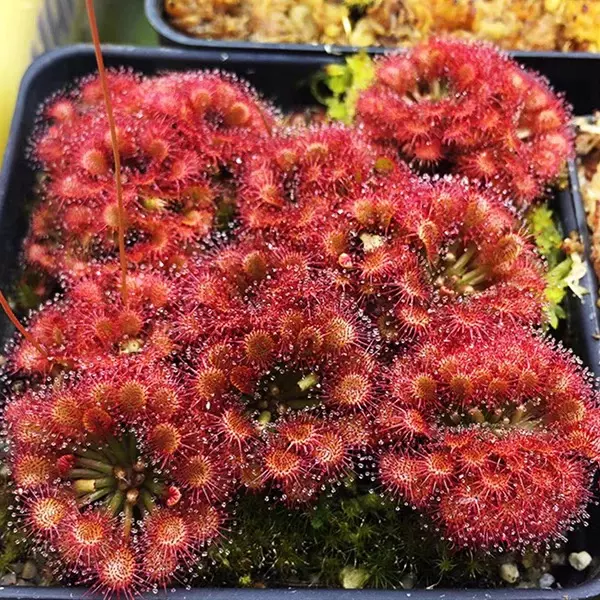 Drosera capillaris 5 pack tc growers choice thumbnail