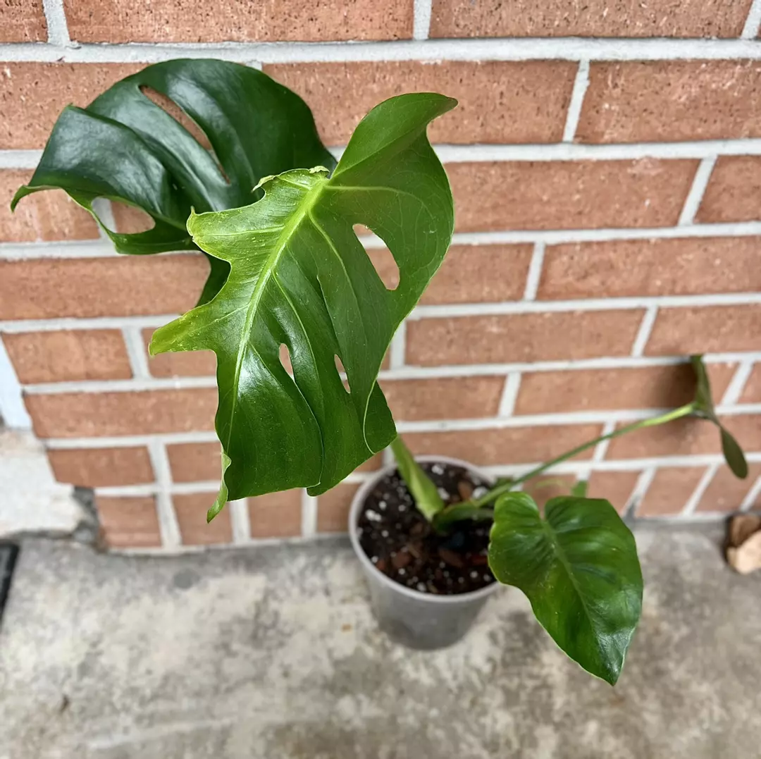 Large form Monstera Delciousa Seed sport Contorta mutation thumbnail