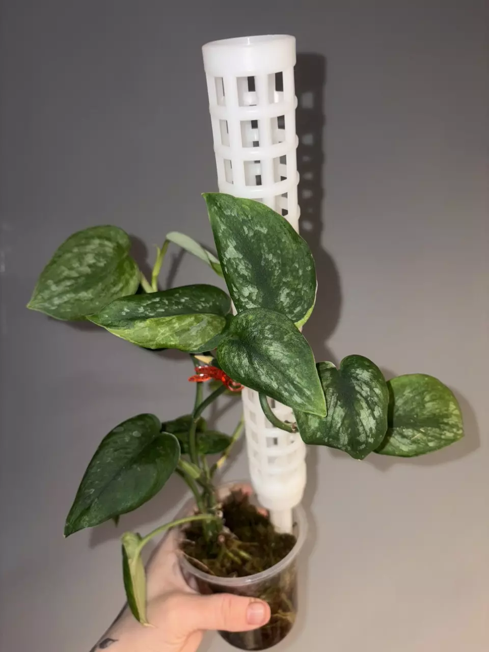 Scindapsus Salaka Nagara Tricolor thumbnail