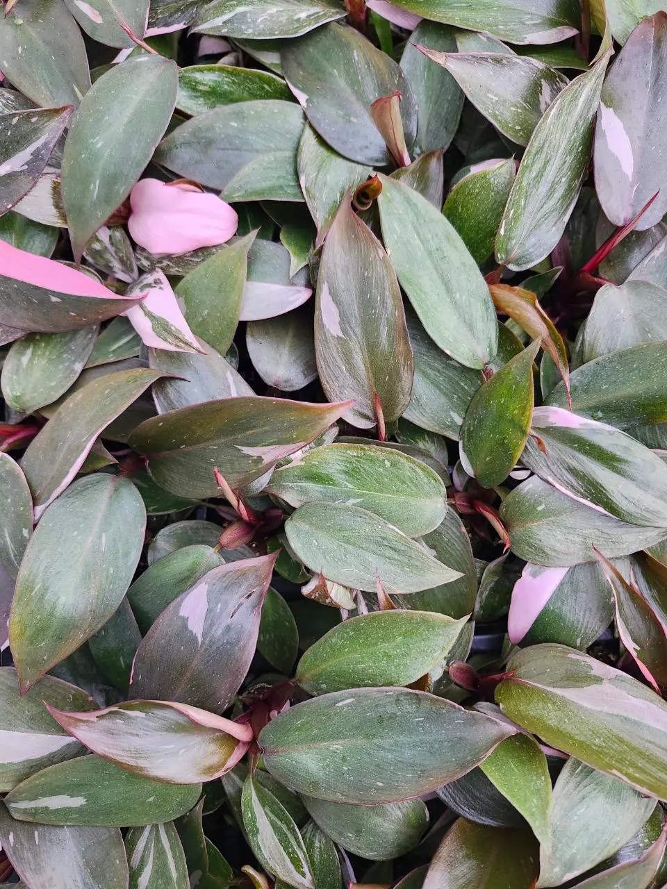 3in Low Variegated Pink Princess thumbnail
