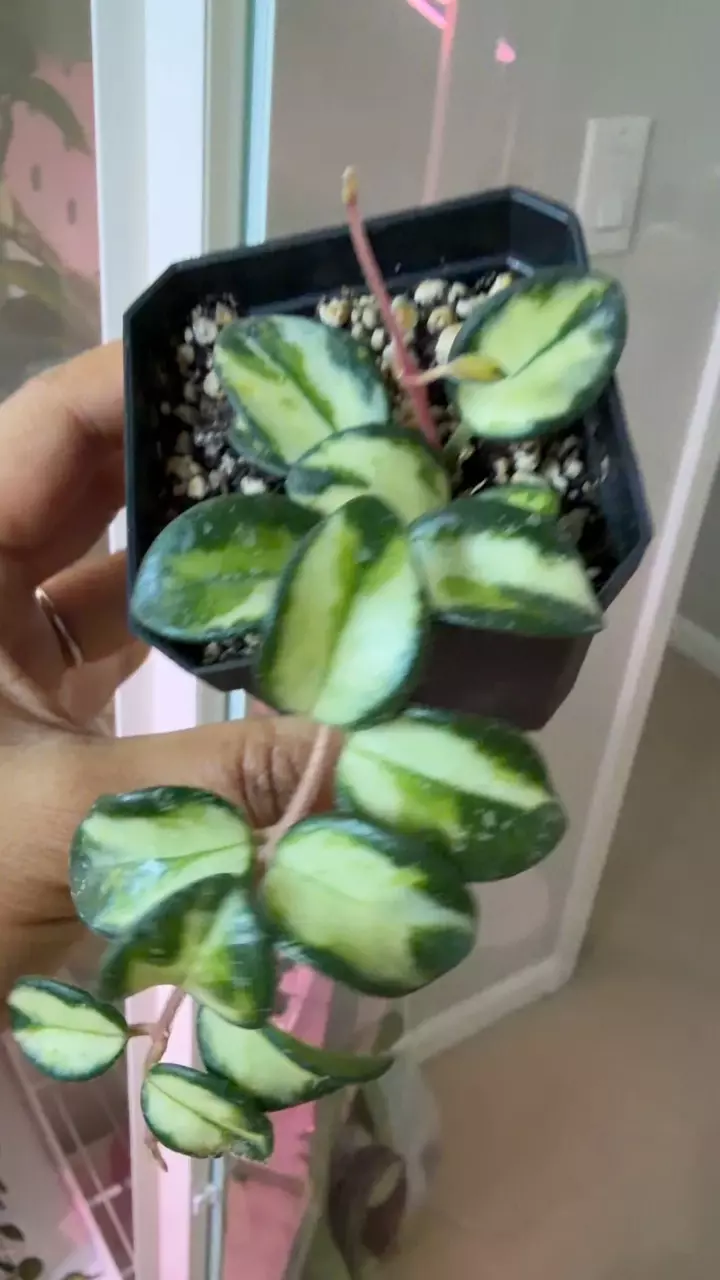 Hoya Mathilde Variegated thumbnail