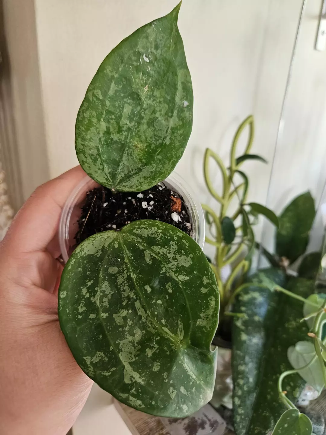 Hoya Macrophylla Snow Queen 123 thumbnail