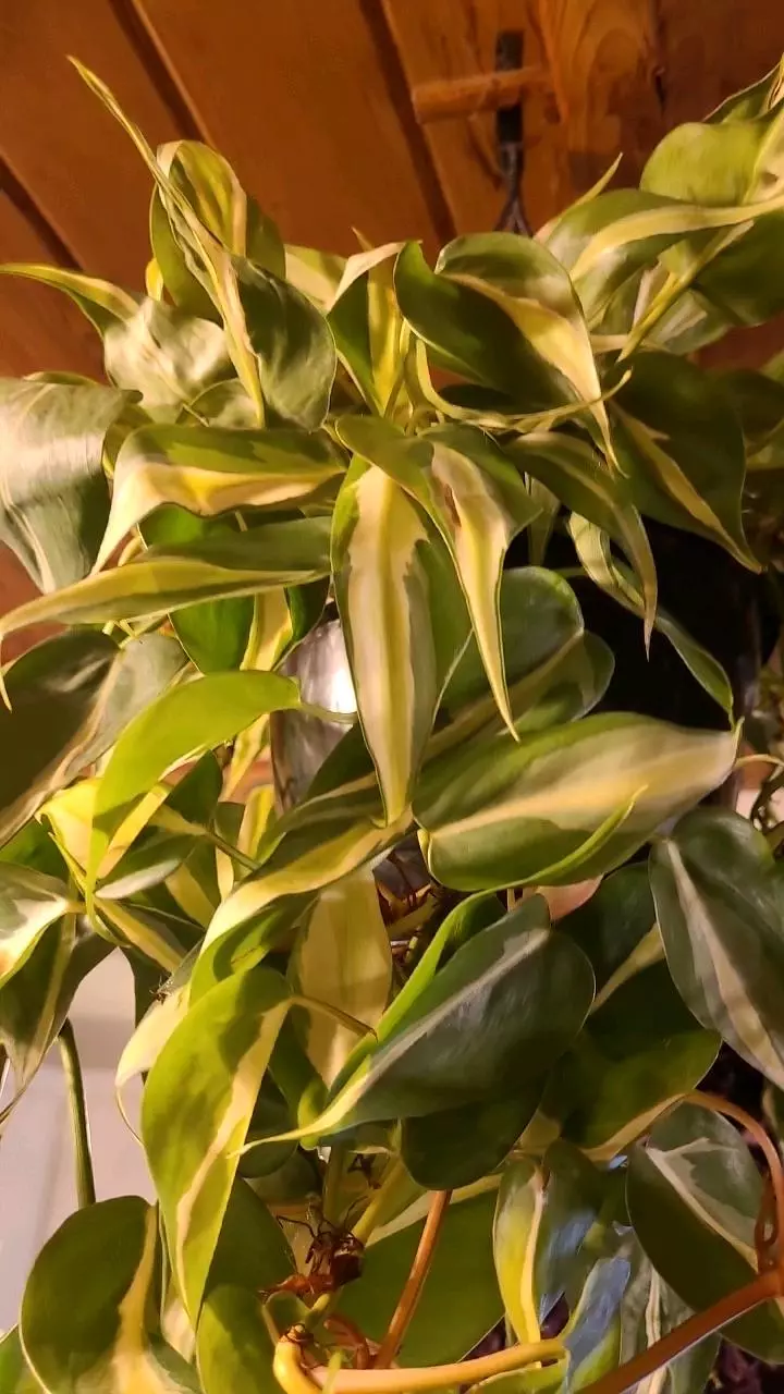 FRESH CUT Philodendron Silver Stripe 3-4 Nodes 1ea thumbnail