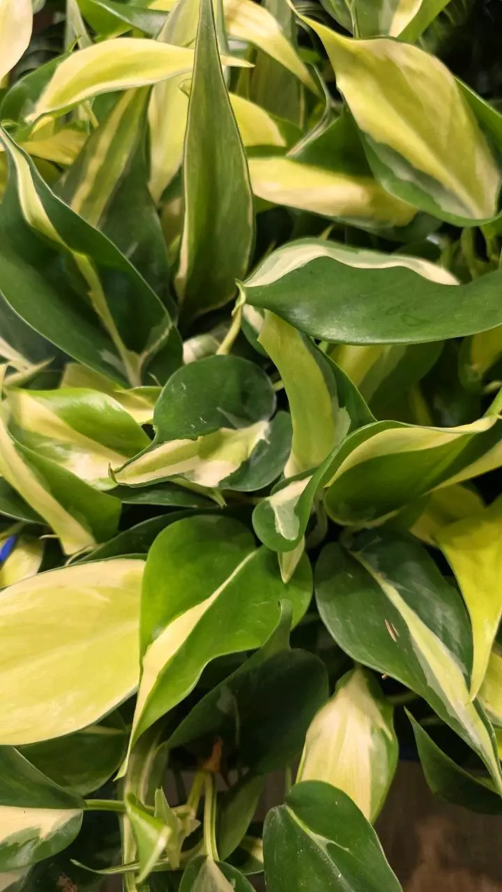 Philodendron silver strip thumbnail
