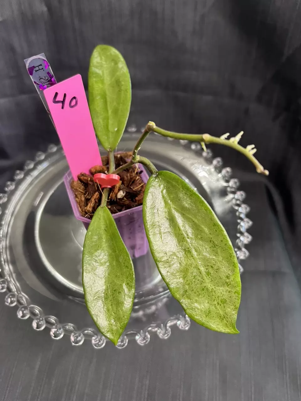 040. H Silver Lady thumbnail