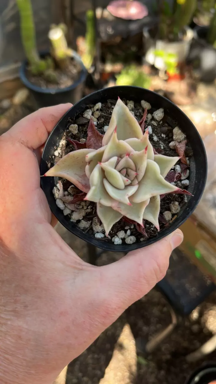 Neon Rain Frog’s order thumbnail