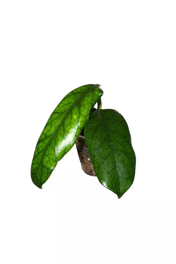 Hoya Globulosa (Cao Bang) #881 thumbnail
