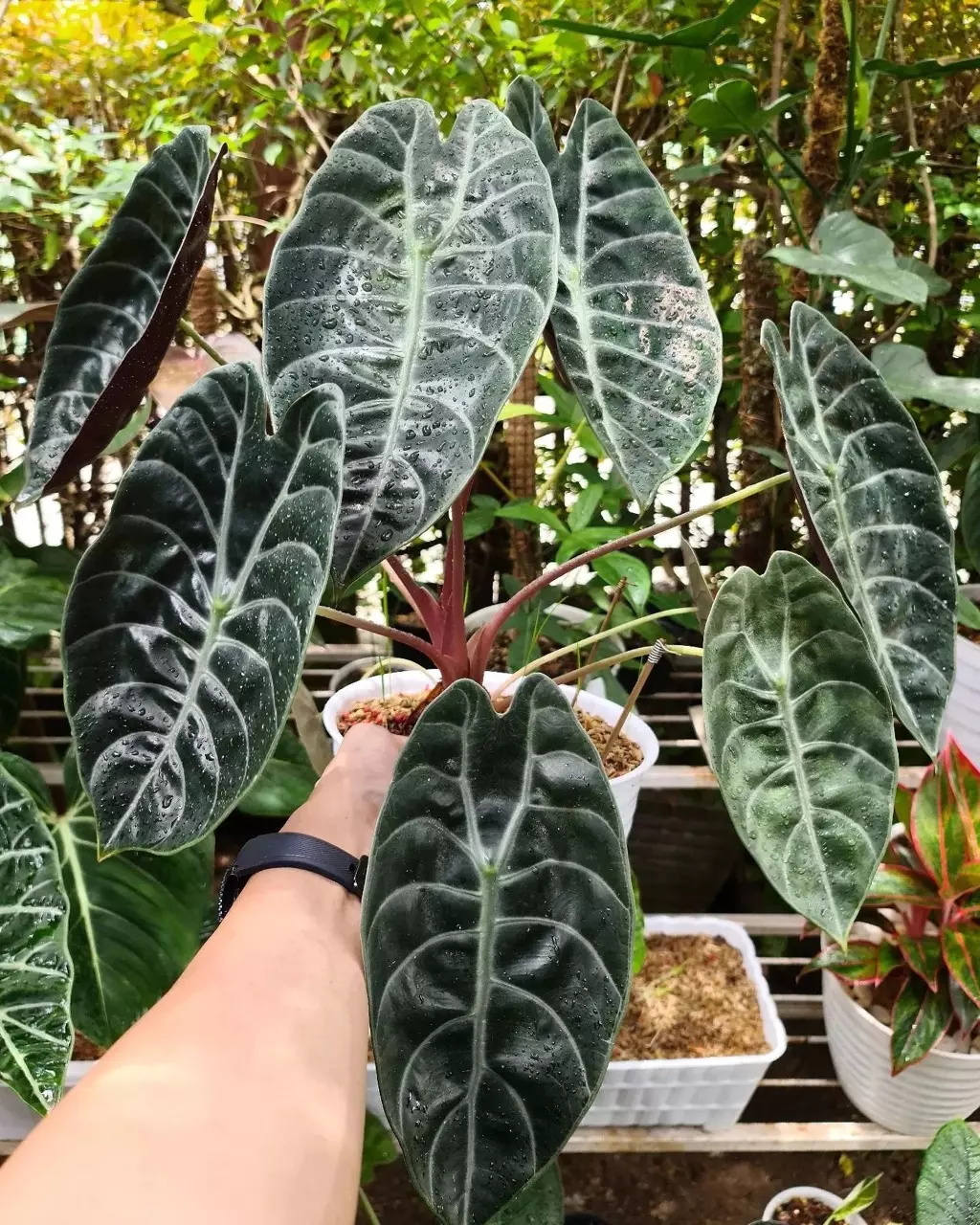 Alocasia sedenii 5 pack tc growers choice thumbnail