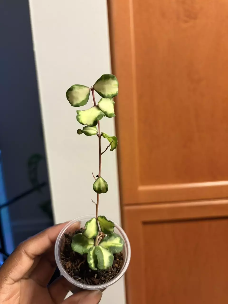 Hoya Kanyakumariana Variegated thumbnail