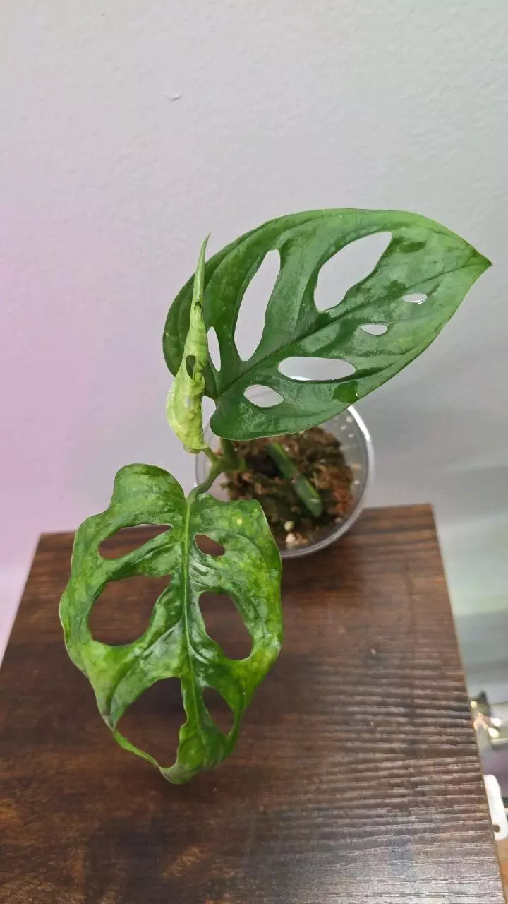 Adansonii Aurea Variegated 660 thumbnail