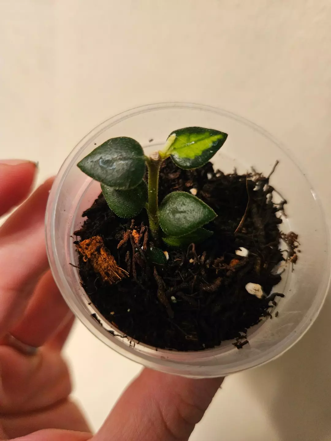 Hoya Chinghungensis verigated 116 thumbnail