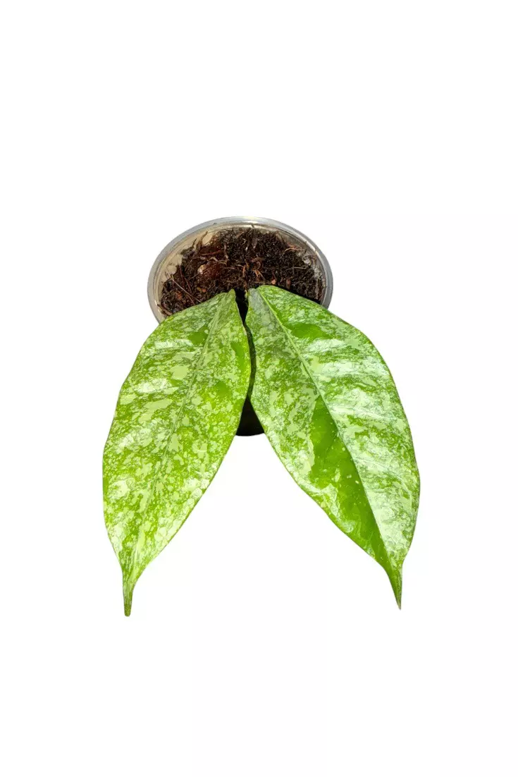 Hoya Campanulata Splash #876 thumbnail