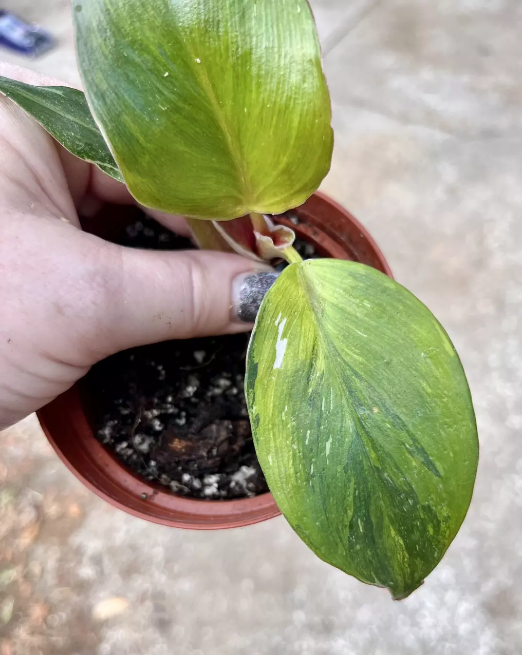 Philodendron White Knight quad color, GoG, Aurea, Albo, and Red variegated thumbnail