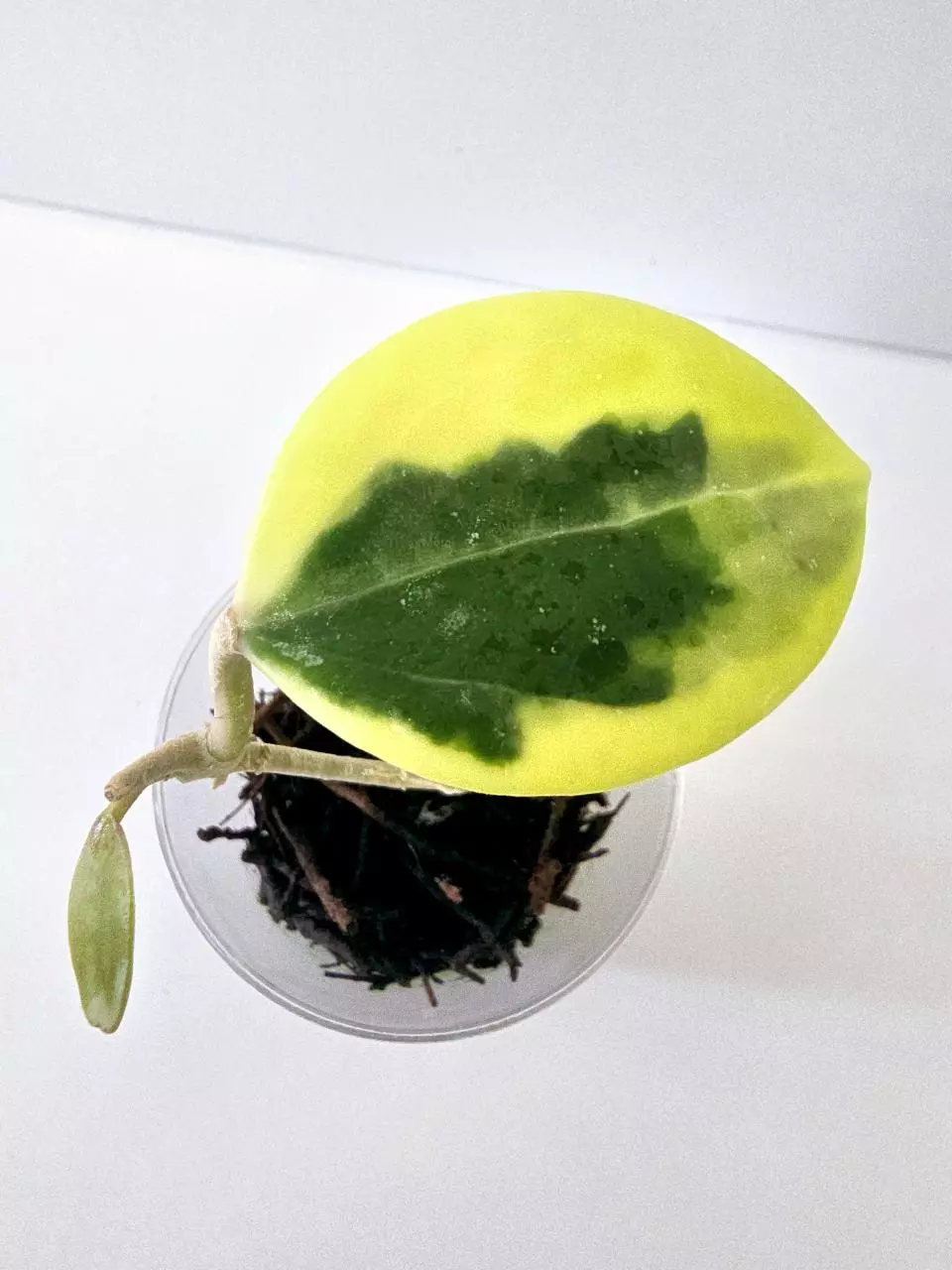 Hoya Verticillata Quang Ngai Albo thumbnail