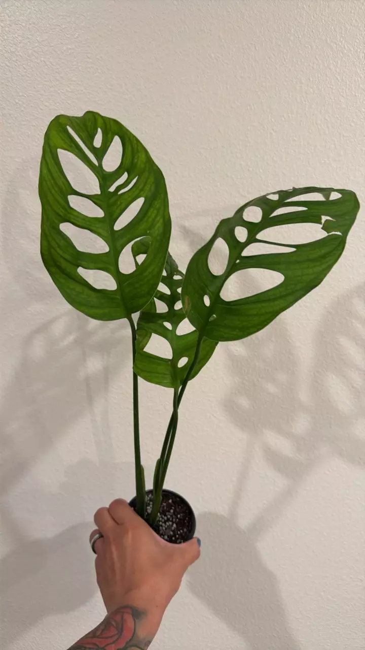 Monstera Esqueleto 4” GC thumbnail