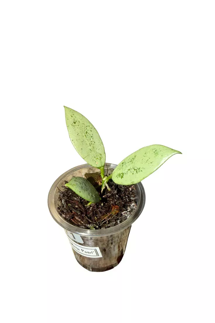 Hoya Lacunosa ‘White Pearl’ #871 thumbnail