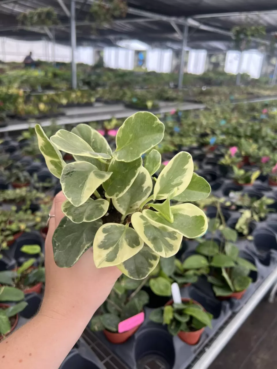 Peperomia Albomarginata 4” pot growers choice thumbnail