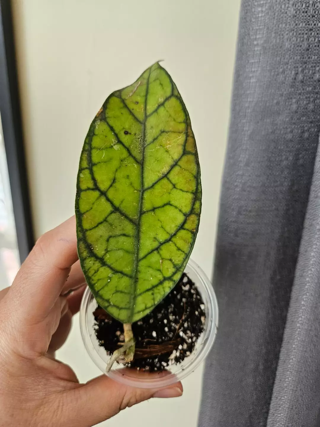 Callistophyla IML 1762 thumbnail