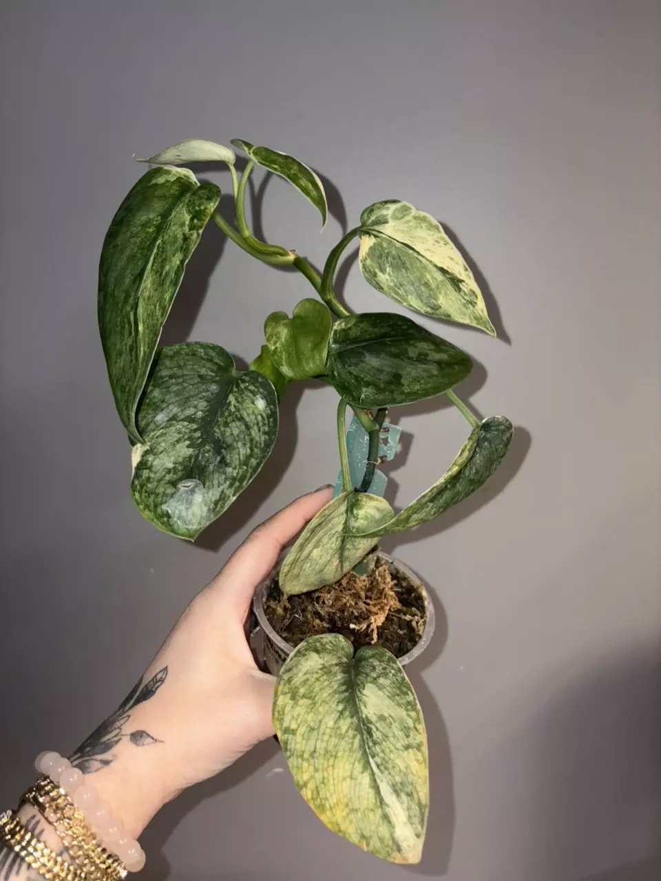 Scindapsus Halimoon Weirdo thumbnail