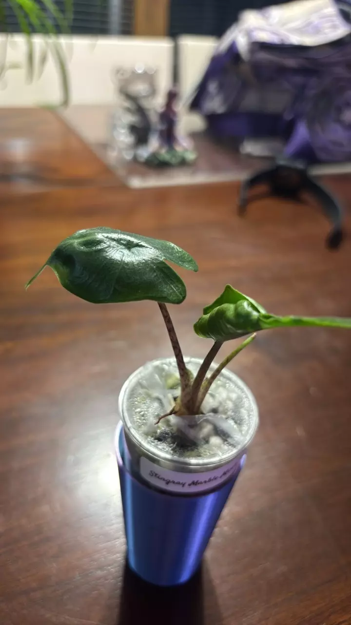 Stingray Pink Marble Mint Revert thumbnail