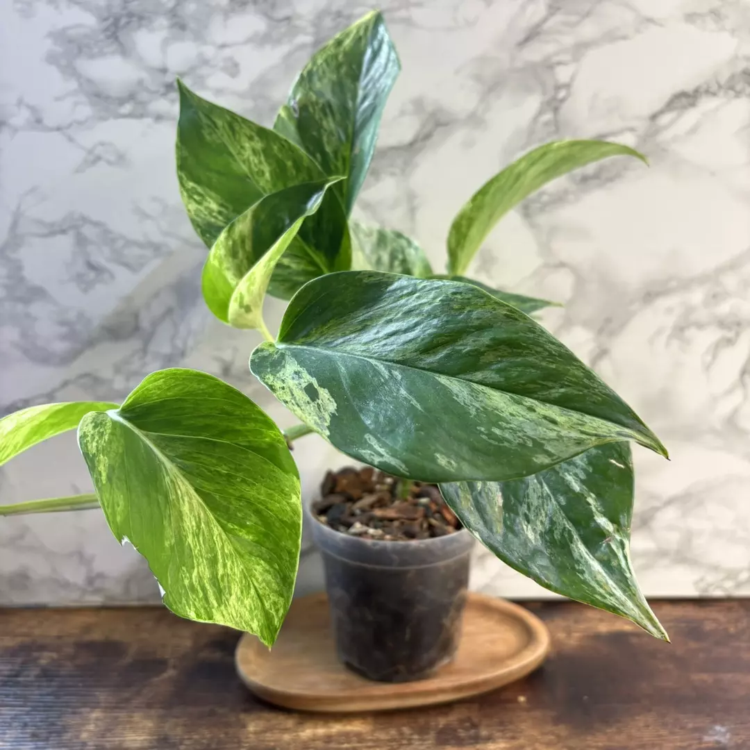 Rehab: Marble Queen Pothos 4” thumbnail