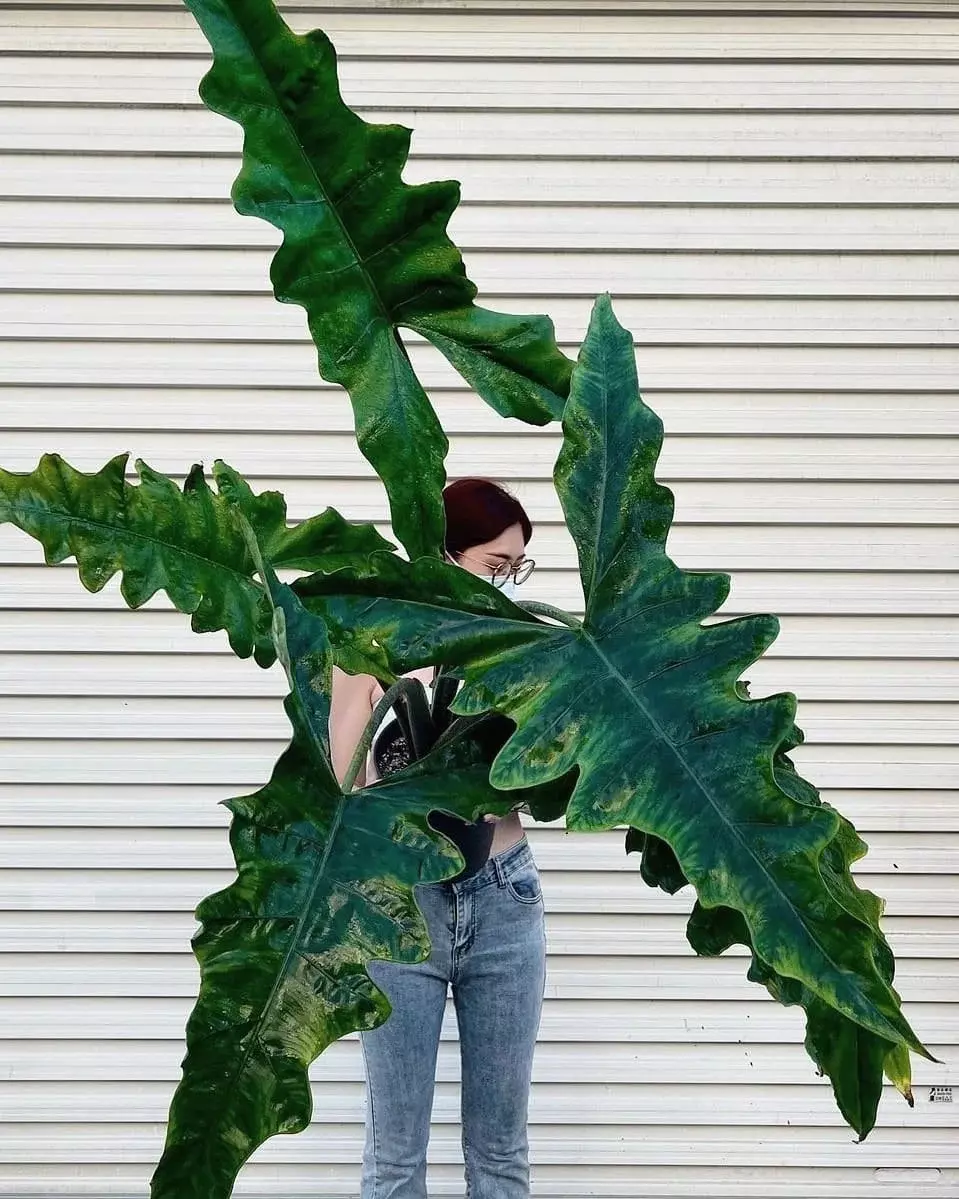 Alocasia Sabrina narrow 5 pack tc growers choice thumbnail