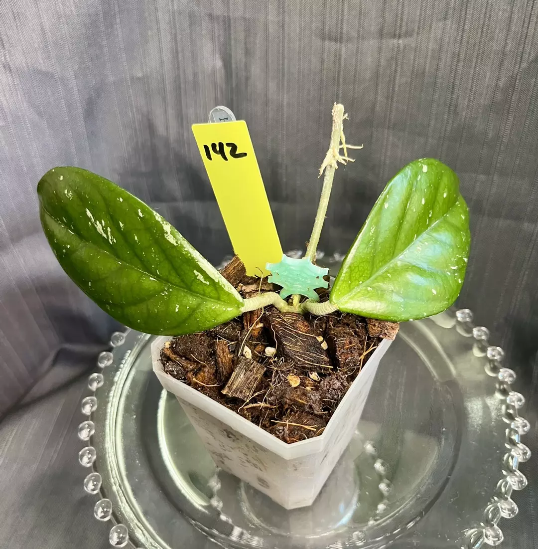 142. H heirloom carnosa ‘Kevin’, 2L 2N thumbnail