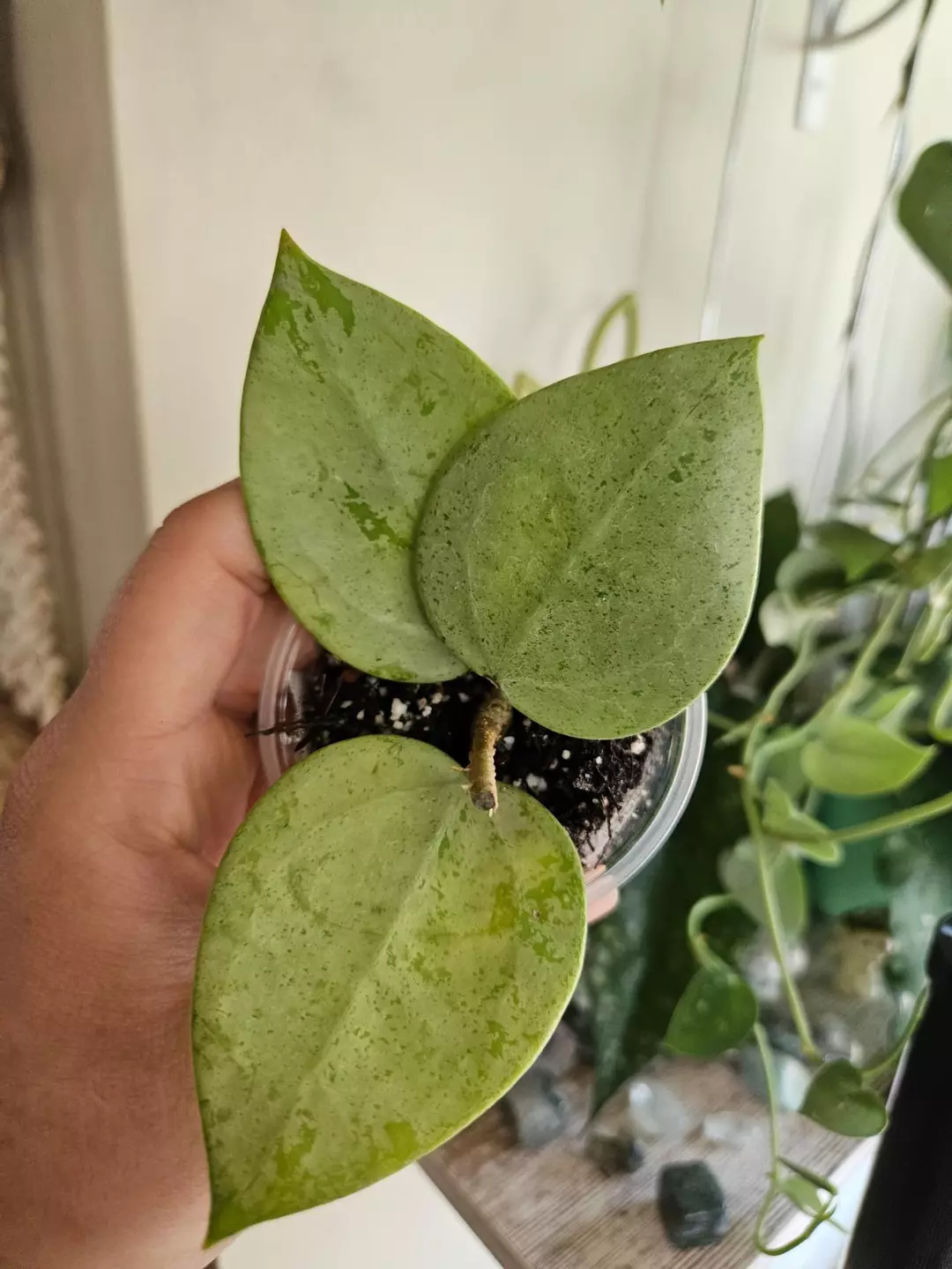 Hoya verticallata silver heart #122 thumbnail