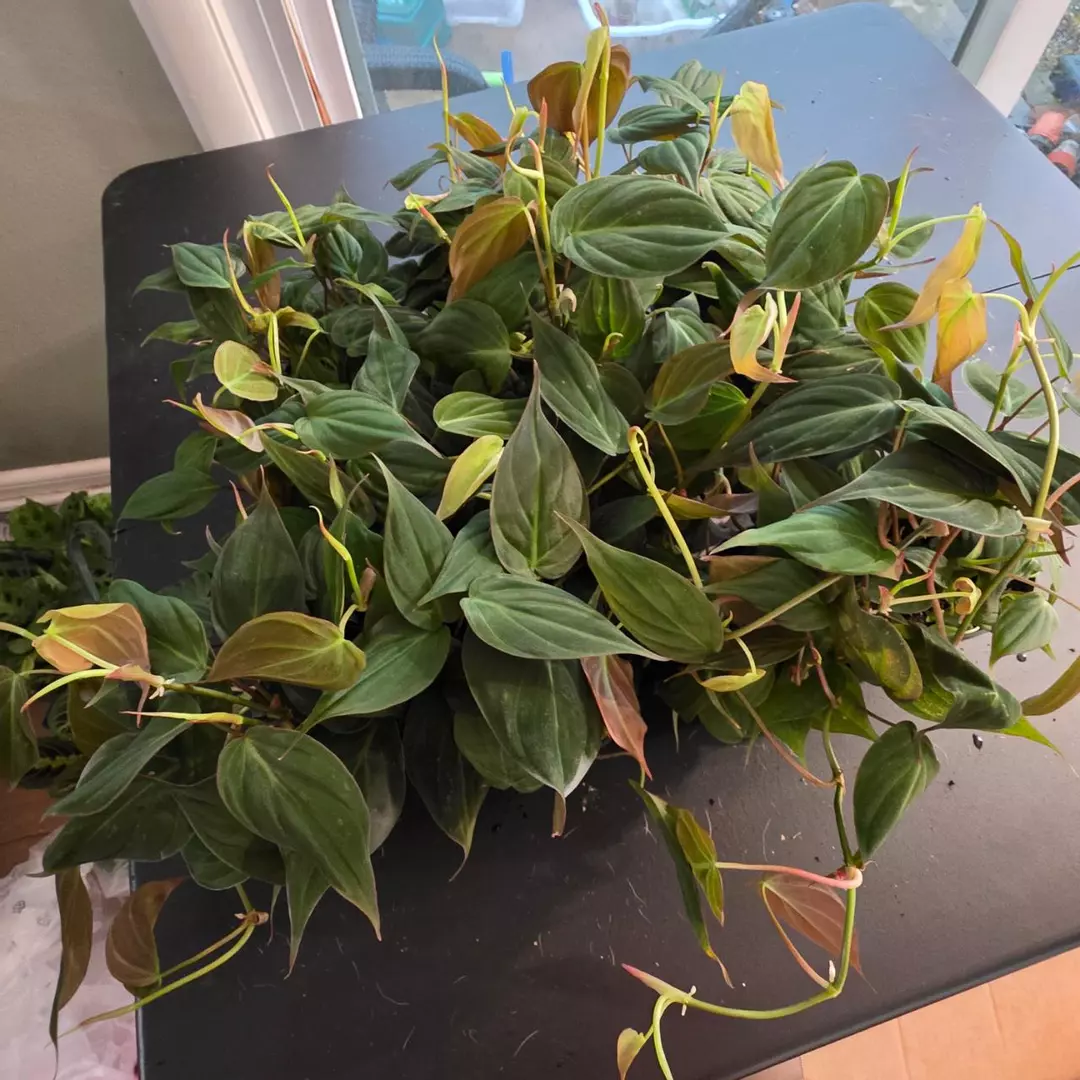 Philodendron micans thumbnail