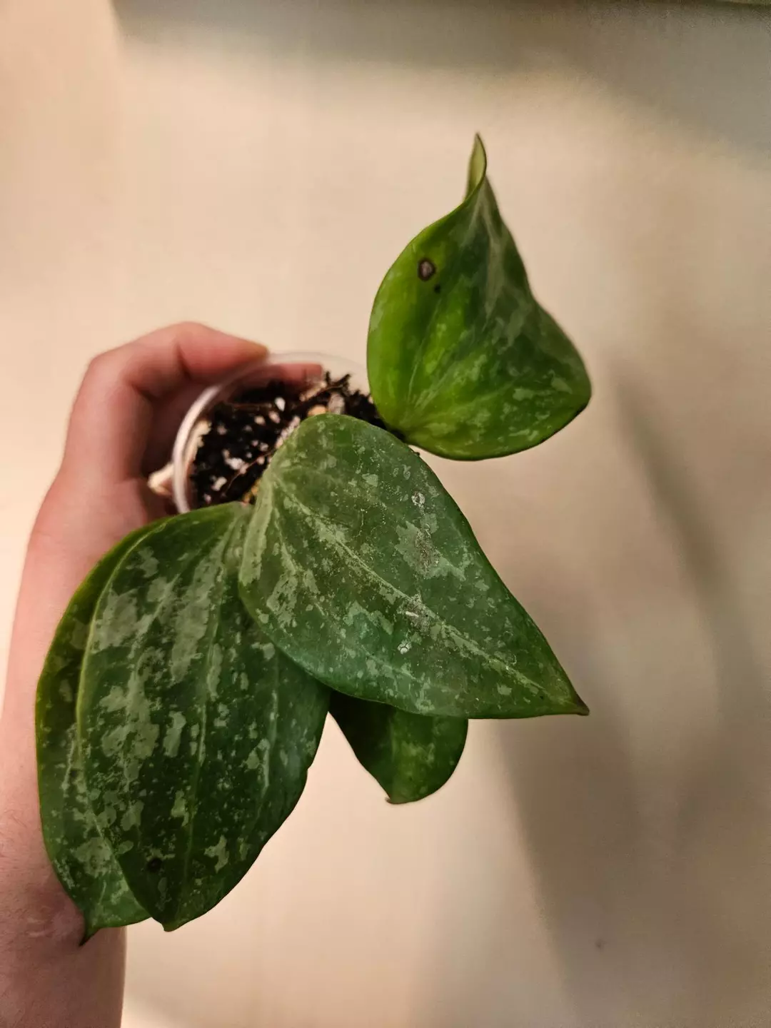Hoya Macrophylla Snow Queen 118 thumbnail