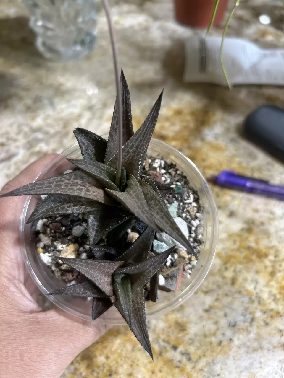 Haworthia Venosa Subsp. Tessellata Veined Haworthia thumbnail