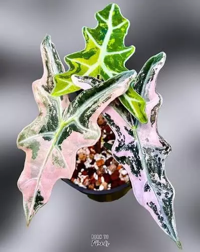 Alocasia nobilis pink tc 1 pack growers choice thumbnail