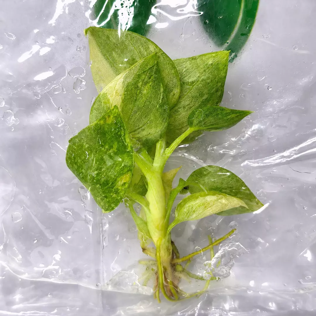Philodendron warscewiczii tricolor tc 1 pack growers choice thumbnail
