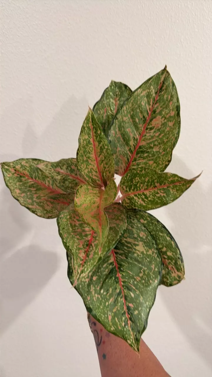 Aglaonema Fortune 4” GC thumbnail